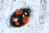 Adalia bipunctata bipunctata